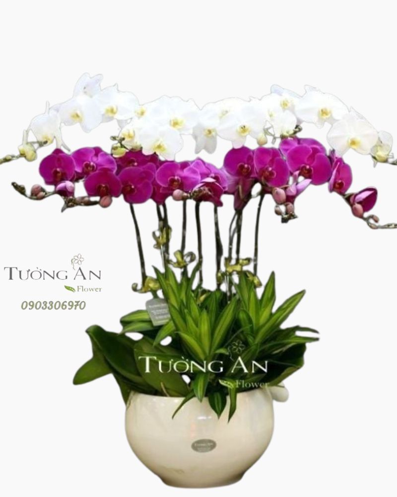  Chậu Lan Hồ Điệp Rực rỡ - S752 