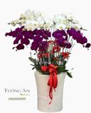  Chậu Lan Hồ Điệp - S836 