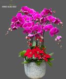  Chậu Lan Hồ Điệp - S853 