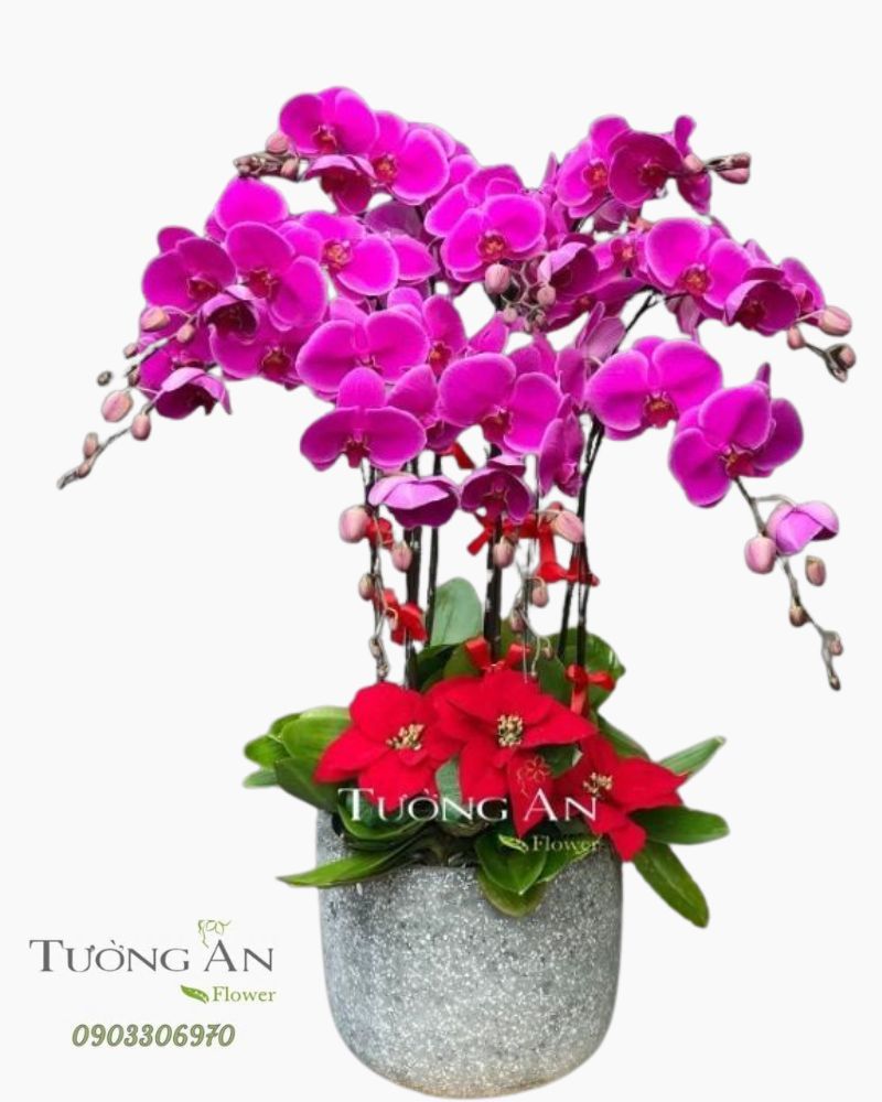  Chậu Lan Hồ Điệp - S853 