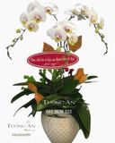  Chậu Lan Hồ Điệp - S883 