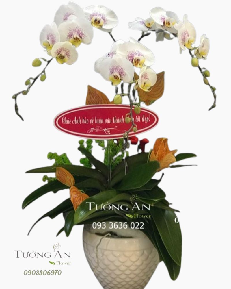  Chậu Lan Hồ Điệp - S883 
