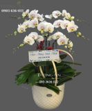  Chậu Lan Hồ Điệp - S886 