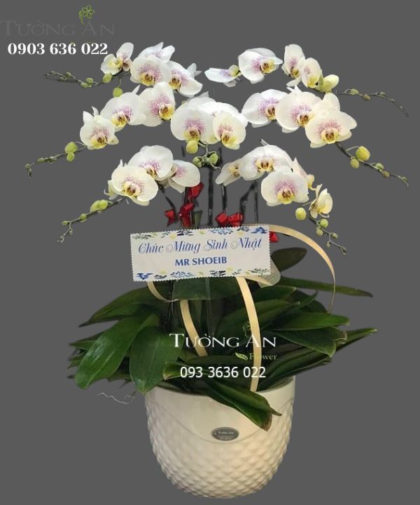  Chậu Lan Hồ Điệp - S886 