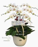  Chậu Lan Hồ Điệp - S886 