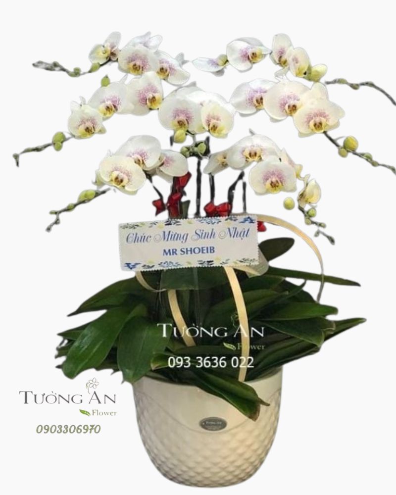  Chậu Lan Hồ Điệp - S886 