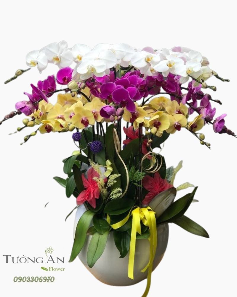  Chậu Lan Hồ Điệp - S887 