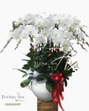  Chậu Lan Hồ Điệp - S948 