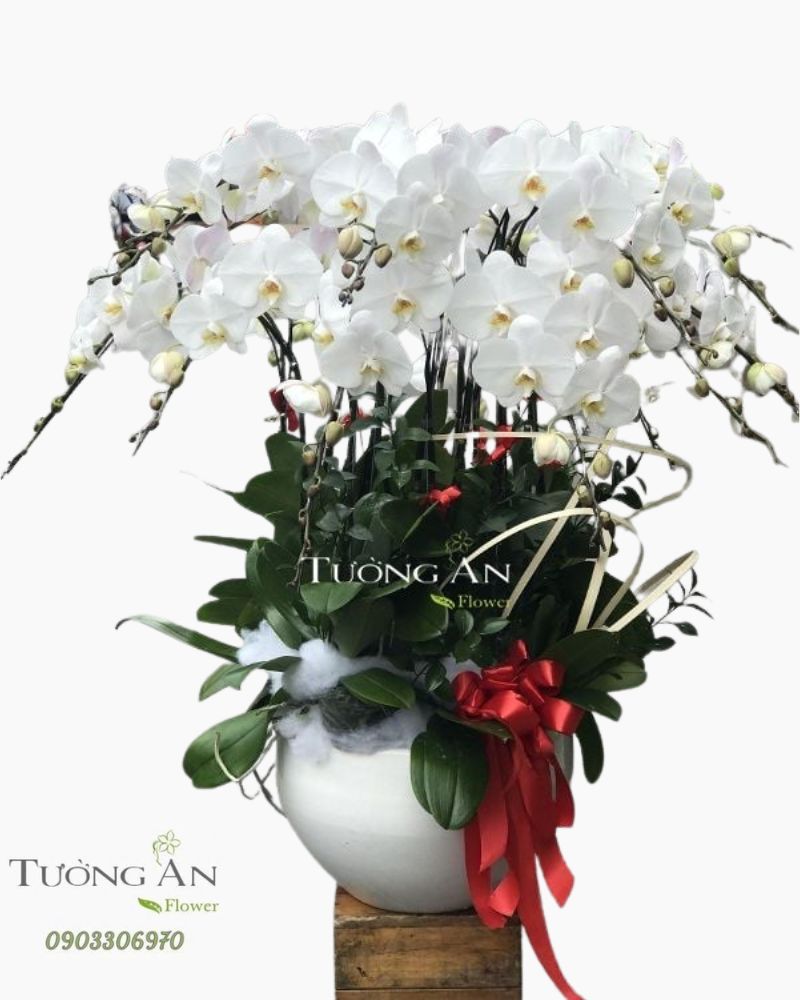  Chậu Lan Hồ Điệp - S948 