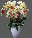  Chậu Lan Hồ Điệp - S951 