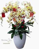  Chậu Lan Hồ Điệp - S951 
