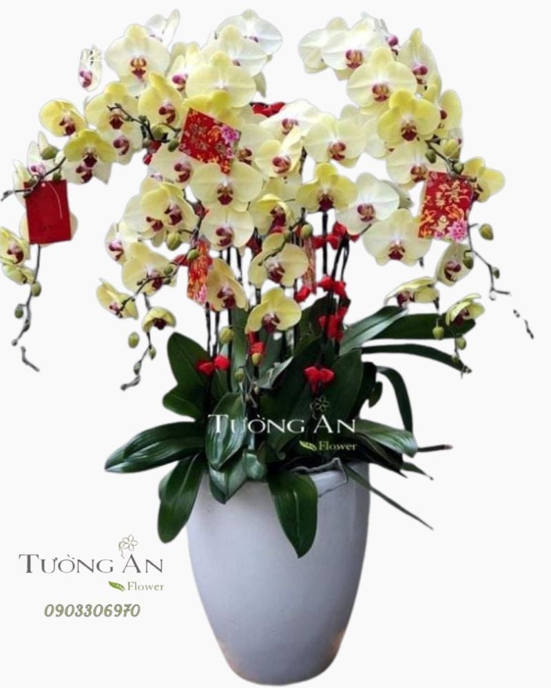  Chậu Lan Hồ Điệp - S951 