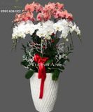  Chậu Lan Hồ Điệp - S967 