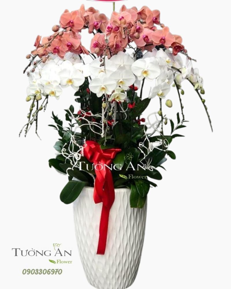  Chậu Lan Hồ Điệp - S967 