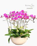  Chậu Lan Hồ Điệp Sum vầy - S745 