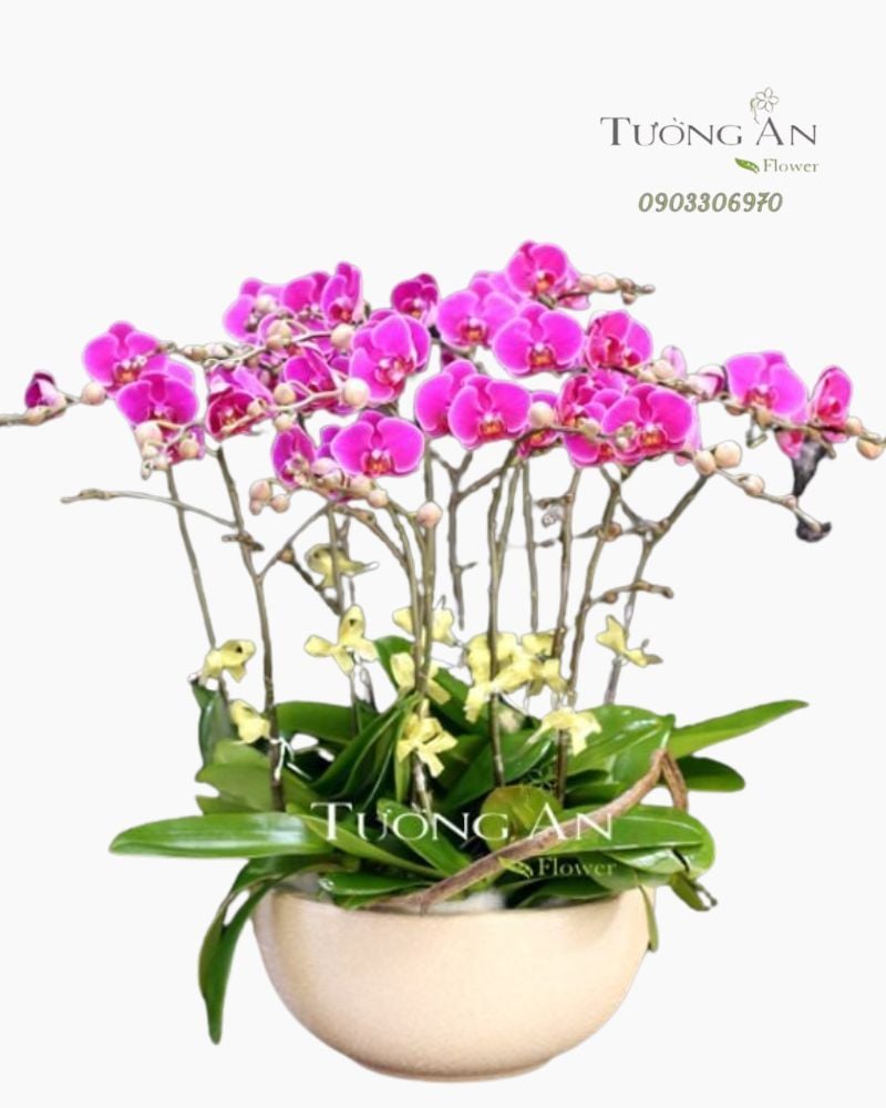  Chậu Lan Hồ Điệp Sum vầy - S745 