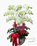  Chậu 9 Cành Lan Hồ Điệp Xanh Bơ - S922 