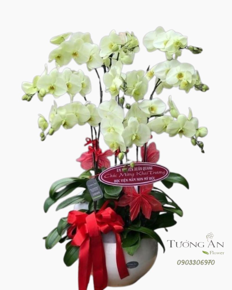  Chậu 9 Cành Lan Hồ Điệp Xanh Bơ - S922 