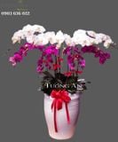  Chậu Lan Hồ Điệp Tài lộc - S681 