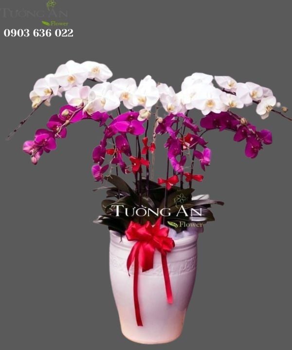  Chậu Lan Hồ Điệp Tài lộc - S681 