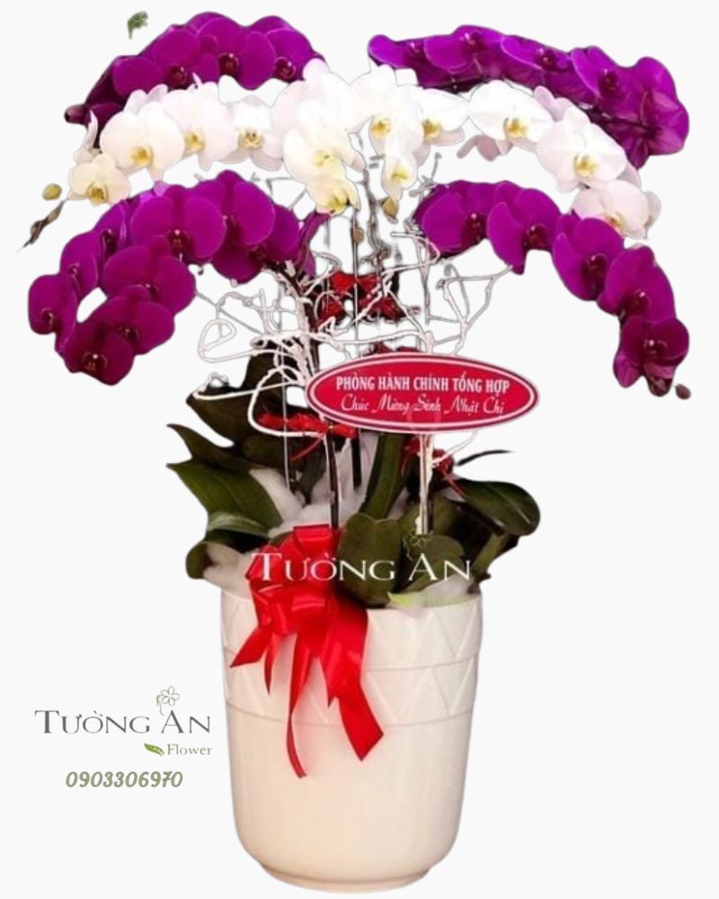  Chậu Lan Hồ Điệp Tất Thắng - S683 