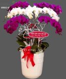  Chậu Lan Hồ Điệp Tất Thắng - S683 