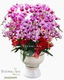  Chậu Lan Hồ Điệp Tết - S857 