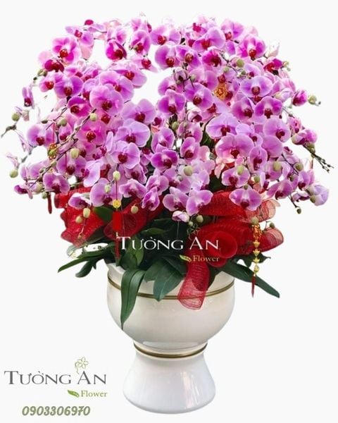 chau-lan-ho-diep-tet-s857