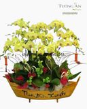  Chậu Lan Hồ Điệp Tết - S941 