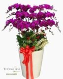  Chậu Lan Hồ Điệp Tết - S966 