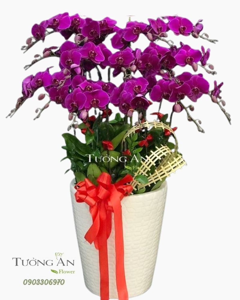  Chậu Lan Hồ Điệp Tết - S966 