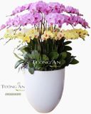  Chậu Lan Hồ Điệp Thần Tài Đến - S667 