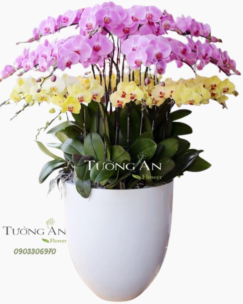  Chậu Lan Hồ Điệp Thần Tài Đến - S667 