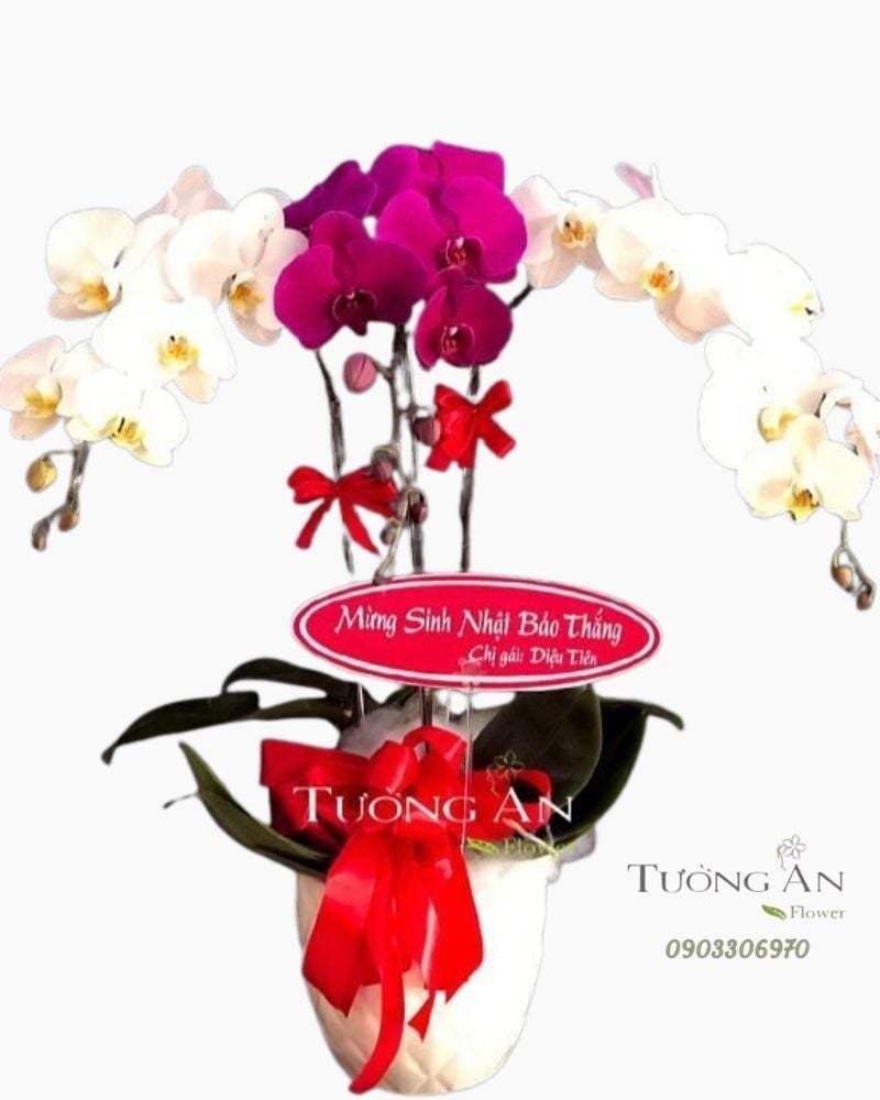  Chậu Lan Hồ Điệp Thành Công Mãi - S696 