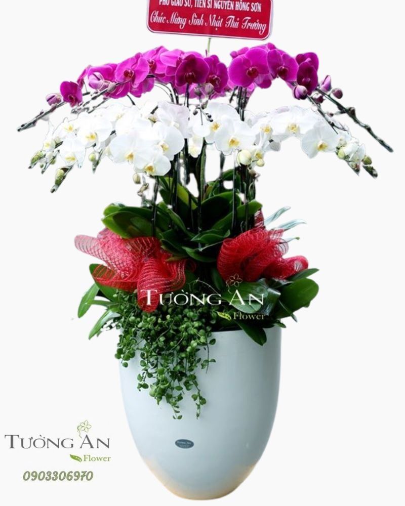  Chậu Lan Hồ Điệp Thành Công Rực Rỡ - S666 