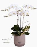  Chậu Lan Hồ Điệp Thành Công - S751 