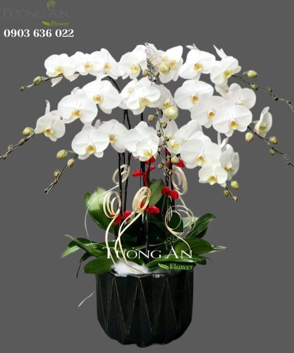  Chậu Lan Hồ Điệp Thành Công Viên Mãn - S671 