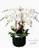  Chậu Lan Hồ Điệp Thành Công Viên Mãn - S671 