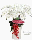  Chậu Lan Hồ Điệp Thập Toàn - S797 