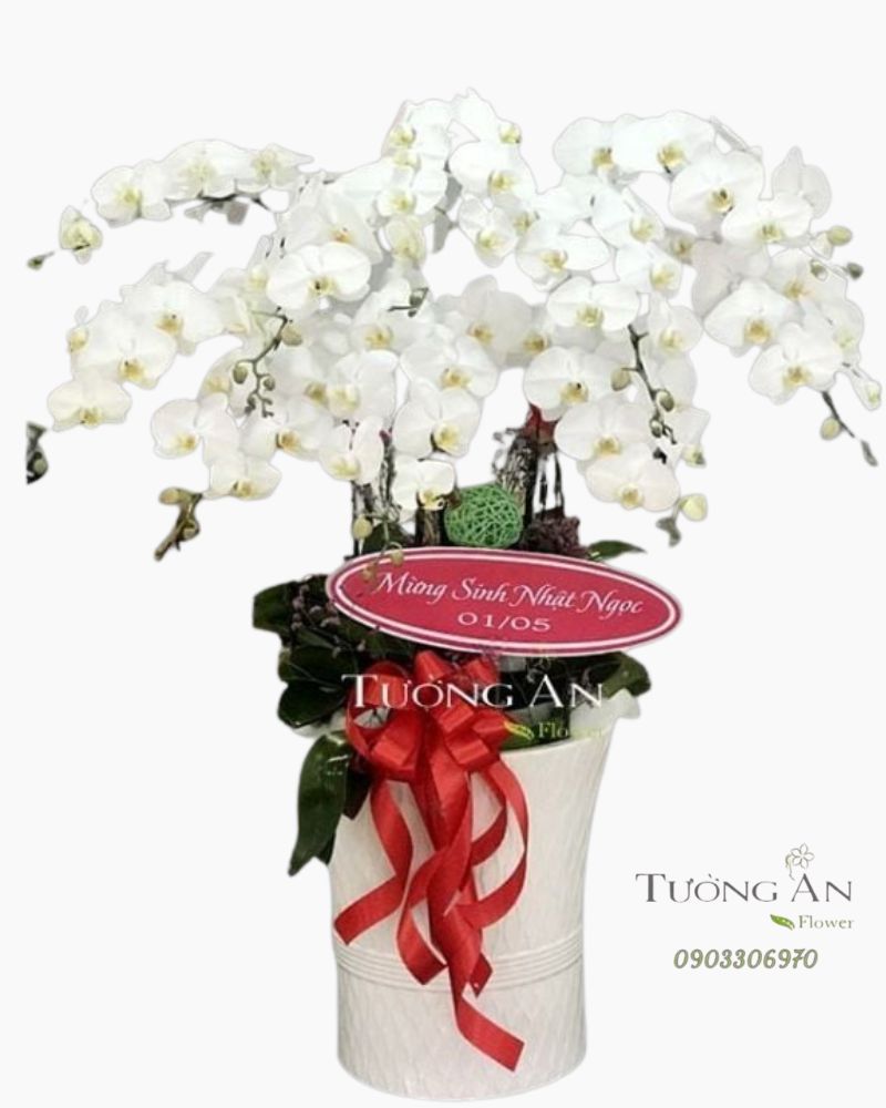  Chậu Lan Hồ Điệp Thập Toàn - S797 