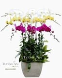  CHẬU LAN HỒ ĐIỆP THẬP TOÀN THẬP MỸ - S665 