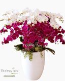  CHẬU LAN HỒ ĐIỆP TIẾN LÊN - S648 