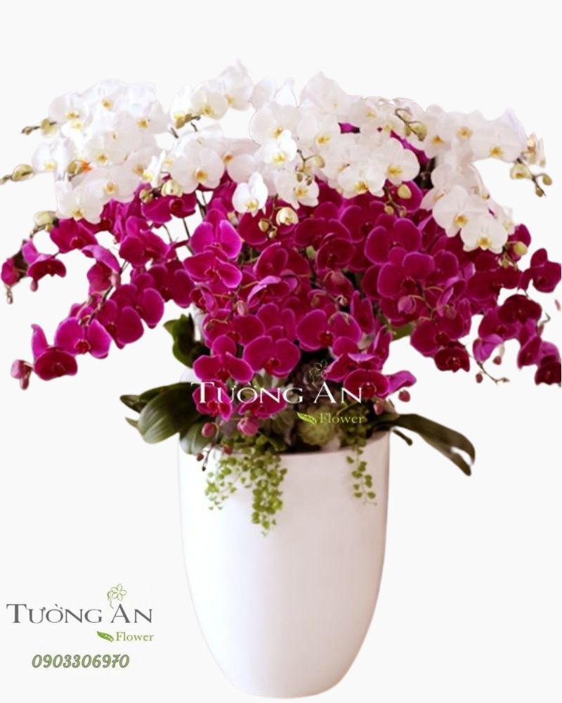  CHẬU LAN HỒ ĐIỆP TIẾN LÊN - S648 