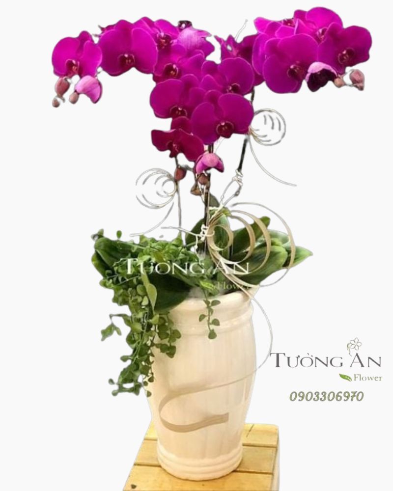  Chậu Lan Hồ Điệp Tím - S787 