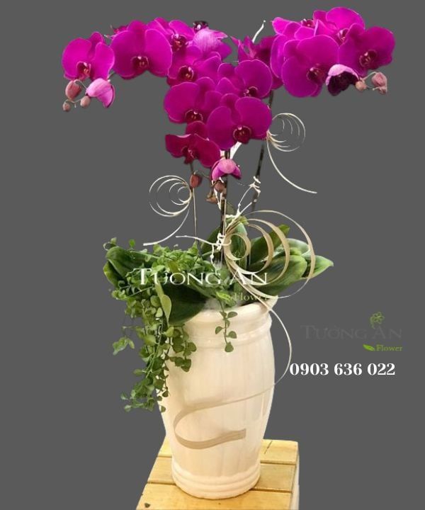  Chậu Lan Hồ Điệp Tím - S787 