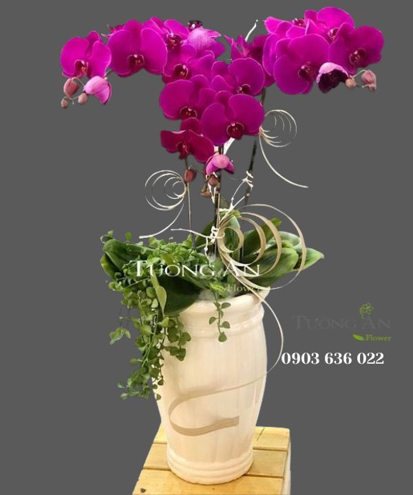  Chậu Lan Hồ Điệp Tím - S787 