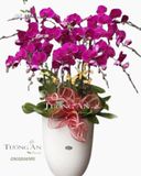  Chậu Lan Hồ Điệp Tím - S810 