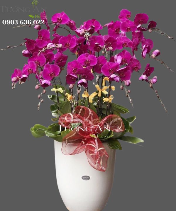  Chậu Lan Hồ Điệp Tím - S810 