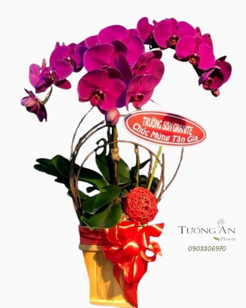  Chậu Lan Hồ Điệp Tím - S835 