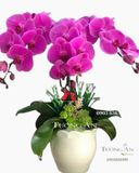  Chậu Lan Hồ Điệp Tím - S847 